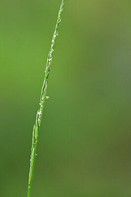 BUITEN BEELD Foto: 440575