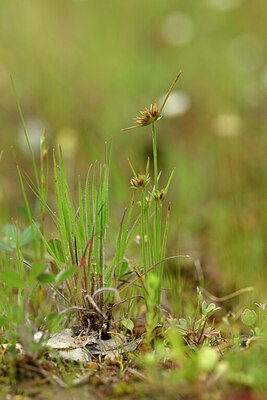 BUITEN BEELD Foto: 440576