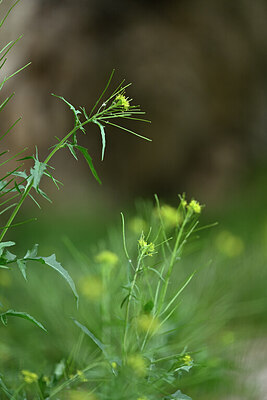 BUITEN BEELD Foto: 440578