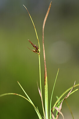 BUITEN BEELD Foto: 440580