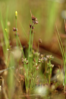 BUITEN BEELD Foto: 440583