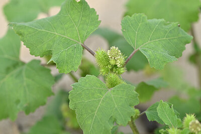 BUITEN BEELD Foto: 440585
