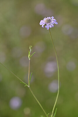 BUITEN BEELD Foto: 440592