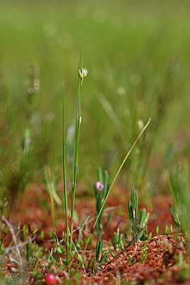 BUITEN BEELD Foto: 440593