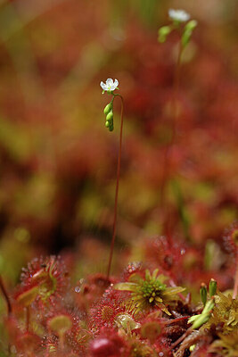 BUITEN BEELD Foto: 440594