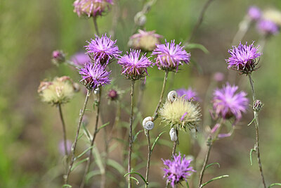 BUITEN BEELD Foto: 440605