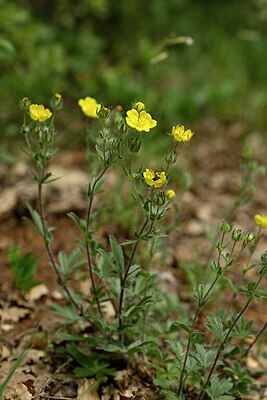 BUITEN BEELD Foto: 440606