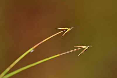 BUITEN BEELD Foto: 440607