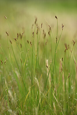 BUITEN BEELD Foto: 440609