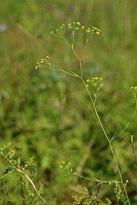 BUITEN BEELD Foto: 440611