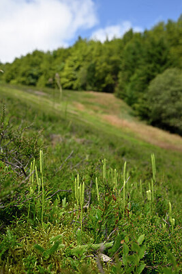 BUITEN BEELD Foto: 440614