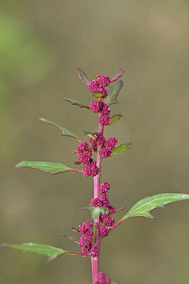 BUITEN BEELD Foto: 440615