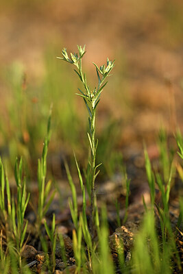 BUITEN BEELD Foto: 440616