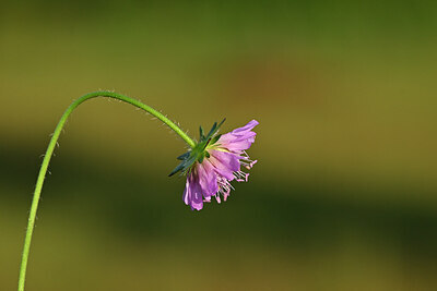 BUITEN BEELD Foto: 440618
