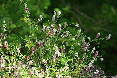 BUITEN BEELD Foto: 440620