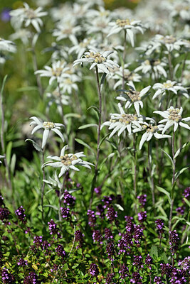 BUITEN BEELD Foto: 440621