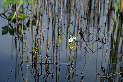 BUITEN BEELD Foto: 440622