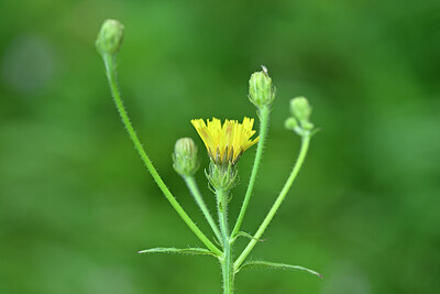 BUITEN BEELD Foto: 440623