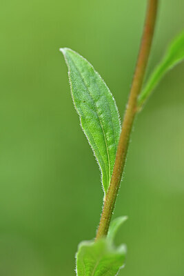BUITEN BEELD Foto: 440628