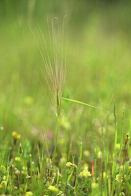 BUITEN BEELD Foto: 440630