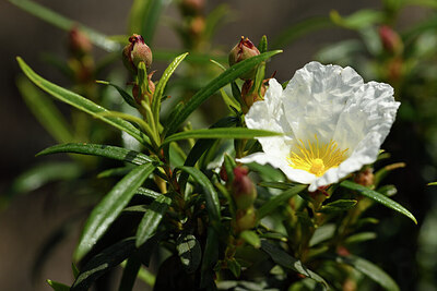 BUITEN BEELD Foto: 440632