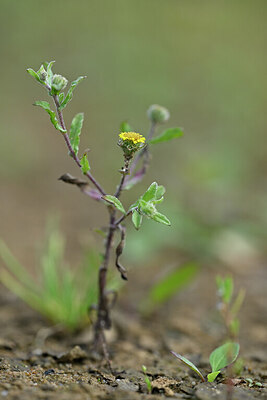 BUITEN BEELD Foto: 440636