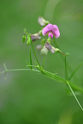 BUITEN BEELD Foto: 440640