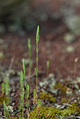 BUITEN BEELD Foto: 440642