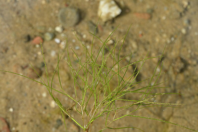 BUITEN BEELD Foto: 440643