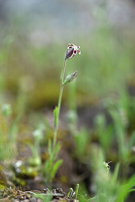 BUITEN BEELD Foto: 440647