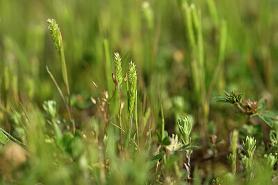 BUITEN BEELD Foto: 440650