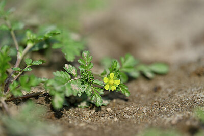 BUITEN BEELD Foto: 440653