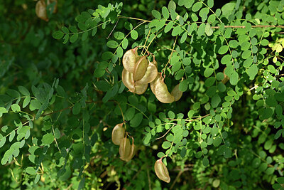 BUITEN BEELD Foto: 440654