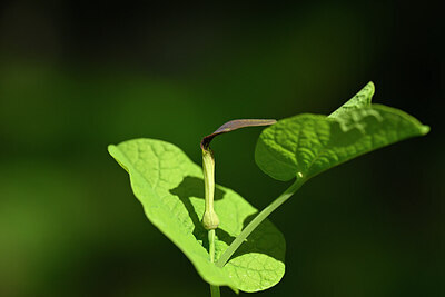 BUITEN BEELD Foto: 440657