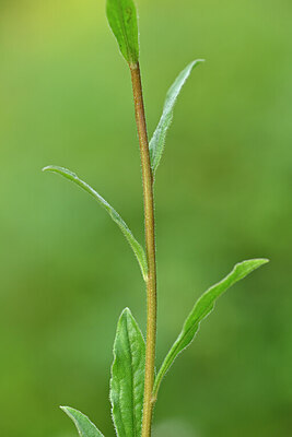 BUITEN BEELD Foto: 440659