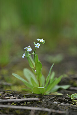 BUITEN BEELD Foto: 440660