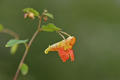 BUITEN BEELD Foto: 440661