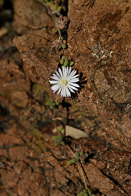 BUITEN BEELD Foto: 440662