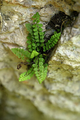 BUITEN BEELD Foto: 440663
