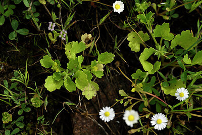 BUITEN BEELD Foto: 440664