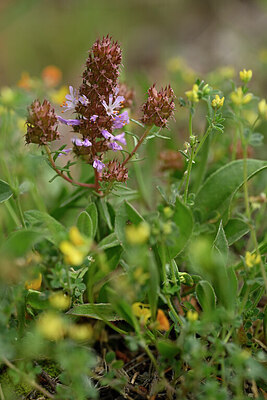 BUITEN BEELD Foto: 440669