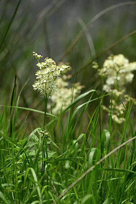 BUITEN BEELD Foto: 440672