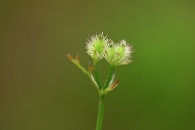 BUITEN BEELD Foto: 440673