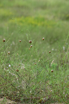 BUITEN BEELD Foto: 440677