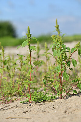 BUITEN BEELD Foto: 440679