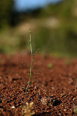 BUITEN BEELD Foto: 440680
