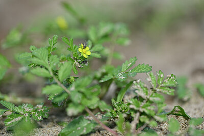 BUITEN BEELD Foto: 440681