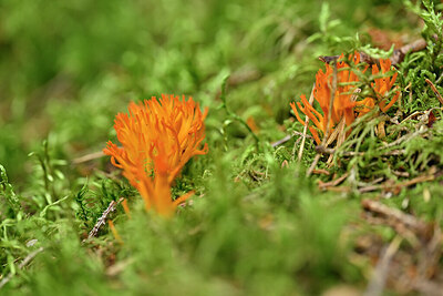 BUITEN BEELD Foto: 440682