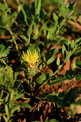 BUITEN BEELD Foto: 440685