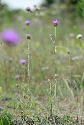 BUITEN BEELD Foto: 440688